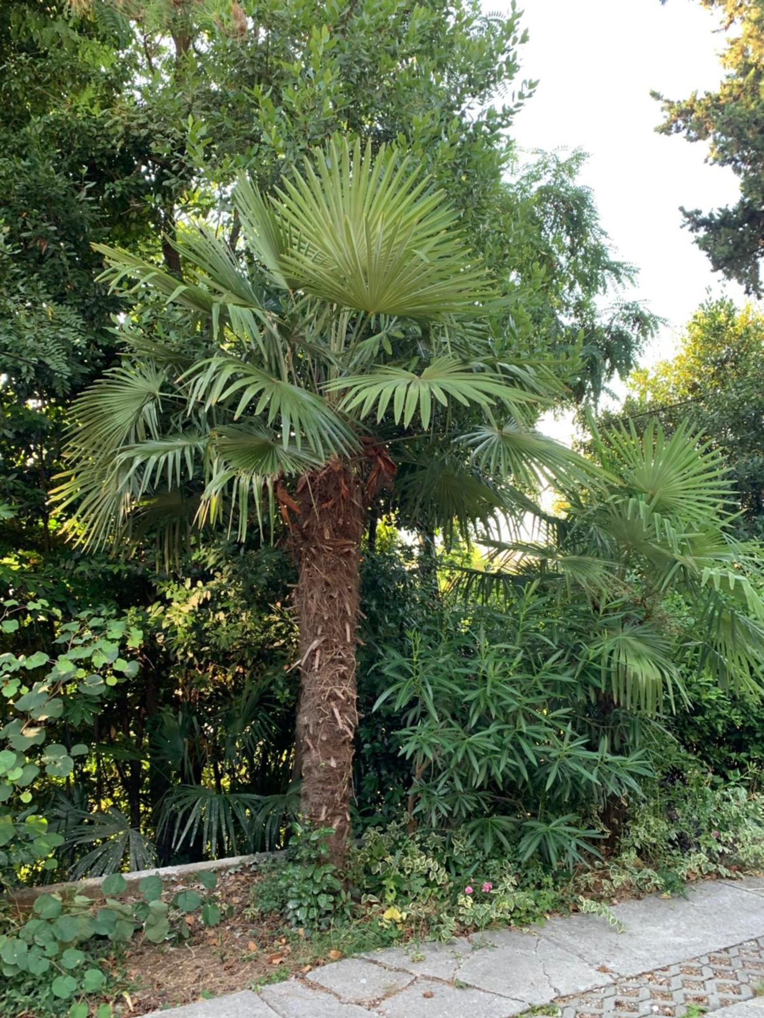 Sheltered Green Oasis In Opatija Dış mekan fotoğraf